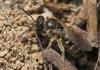 Lasioglossum sp.
